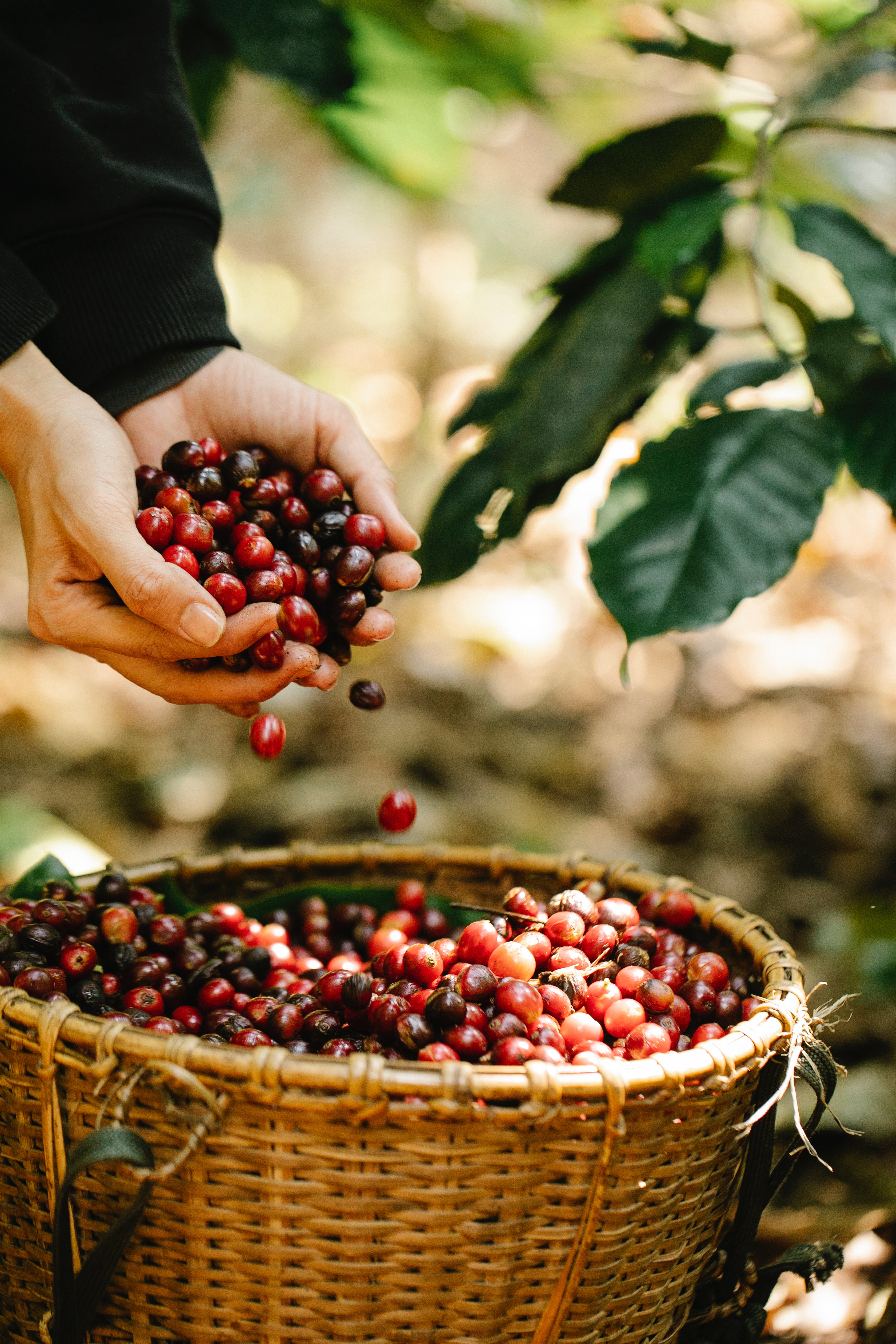 Rainforest Alliance Certification